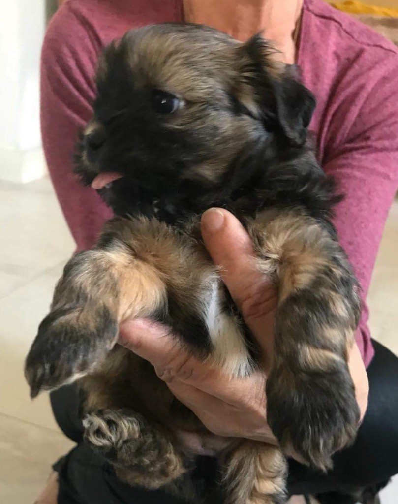 du domaine de jalna - Chiots disponibles - Lhassa Apso